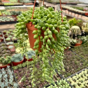 String of Tears Variegated Trailing Succulent Live Plant - 2, 4, 6 inch Pot - Image 2