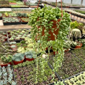 String of Tears Variegated Trailing Succulent Live Plant - 2, 4, 6 inch Pot - Image 1