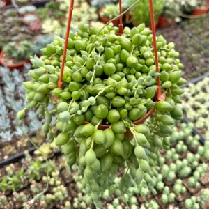 String of Tears Variegated Trailing Succulent Live Plant - 2, 4, 6 inch Pot - Image 4