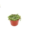 String of Turtles Live Plant – 4 inch Potted Peperomia Prostrata – Indoor - Image 1