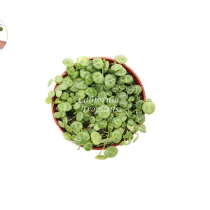 String of Turtles Live Plant – 4 inch Potted Peperomia Prostrata – Indoor - Image 2