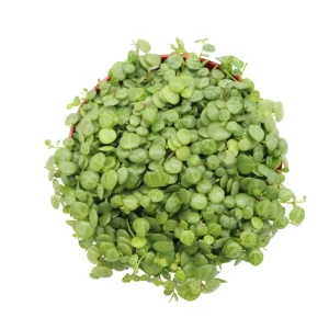 String of Turtles Live Plant - Peperomia Prostrata 6 inch Potted Houseplant - Image 1