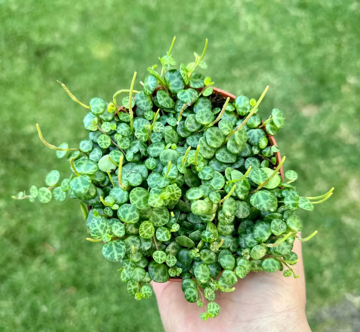 String of Turtles Live Plant - Peperomia prostrata Succulent - Trailing Houseplant for Home Decor - 2.5, 4, 6 inch Pot Options - Image 1