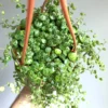String of Turtles Live Plant – Peperomia Prostrata Starter – Indoor Trailing Vine - Image 1