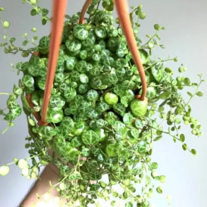 String of Turtles Live Plant – Peperomia Prostrata Starter – Indoor Trailing Vine - Image 1