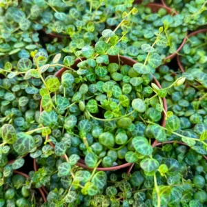 String of Turtles Live Plant - Peperomia prostrata Succulent - Trailing Houseplant for Home Decor - 2.5, 4, 6 inch Pot Options - Image 4