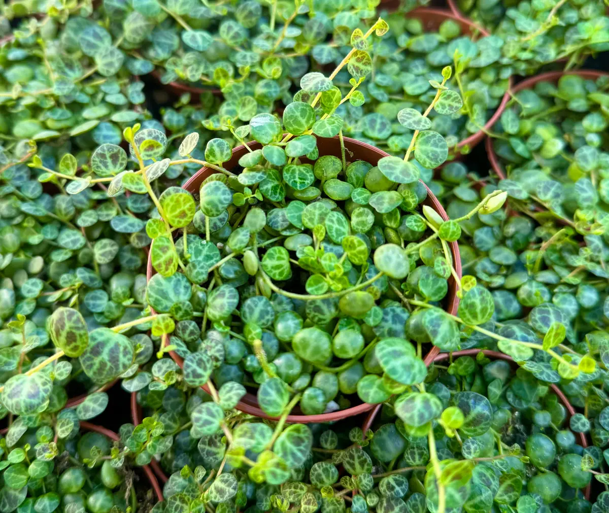 String of Turtles Live Plant - Peperomia prostrata Succulent - Trailing Houseplant for Home Decor - 2.5, 4, 6 inch Pot Options - Image 4