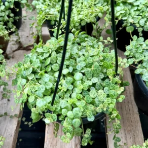 String of Turtles Live Plant - Peperomia prostrata Succulent - Trailing Houseplant for Home Decor - 2.5, 4, 6 inch Pot Options - Image 5