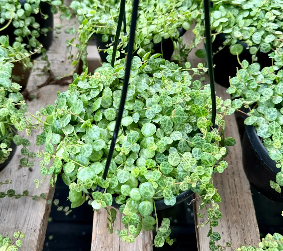 String of Turtles Live Plant - Peperomia prostrata Succulent - Trailing Houseplant for Home Decor - 2.5, 4, 6 inch Pot Options - Image 5