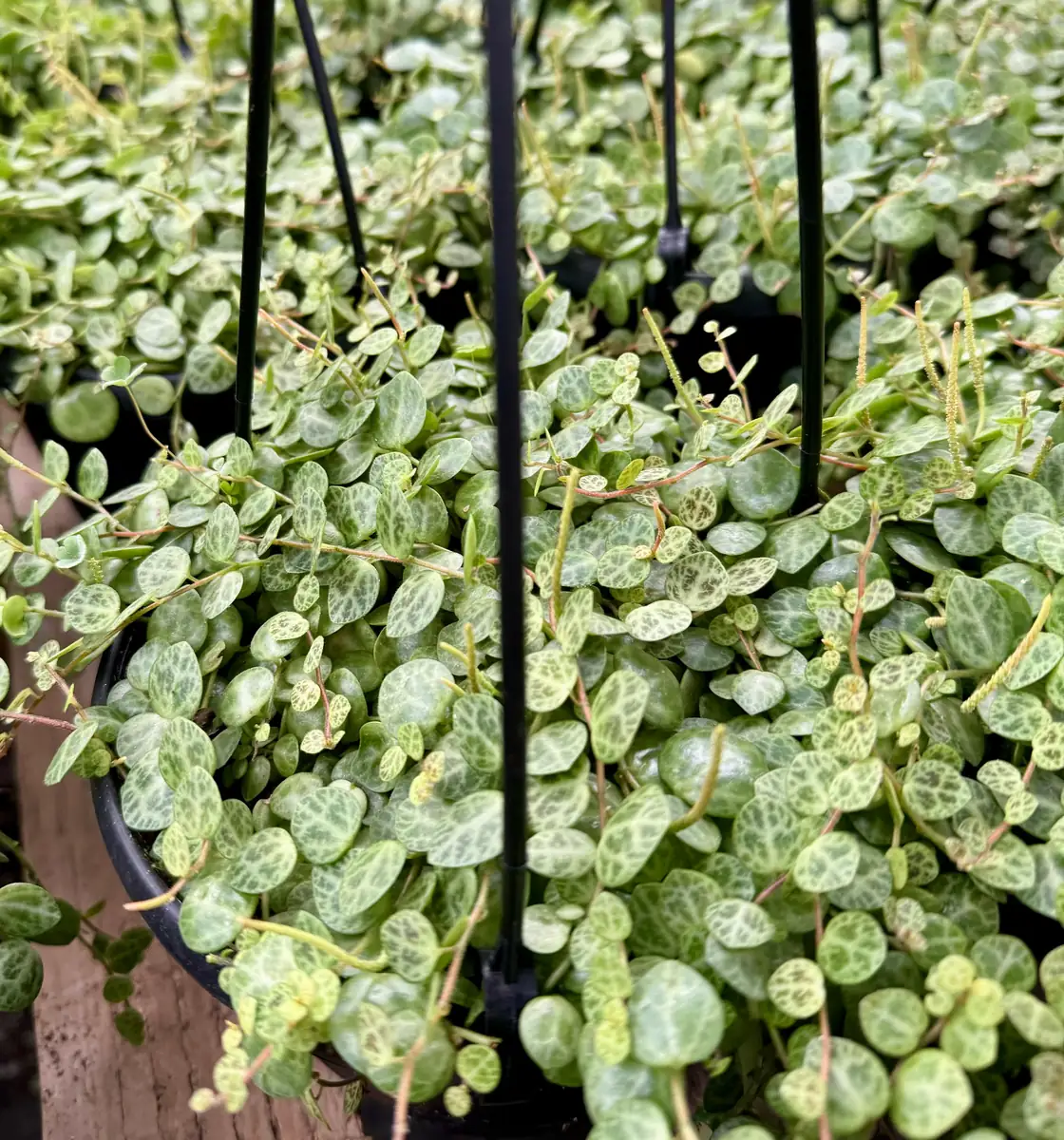 String of Turtles Live Plant - Peperomia prostrata Succulent - Trailing Houseplant for Home Decor - 2.5, 4, 6 inch Pot Options - Image 6