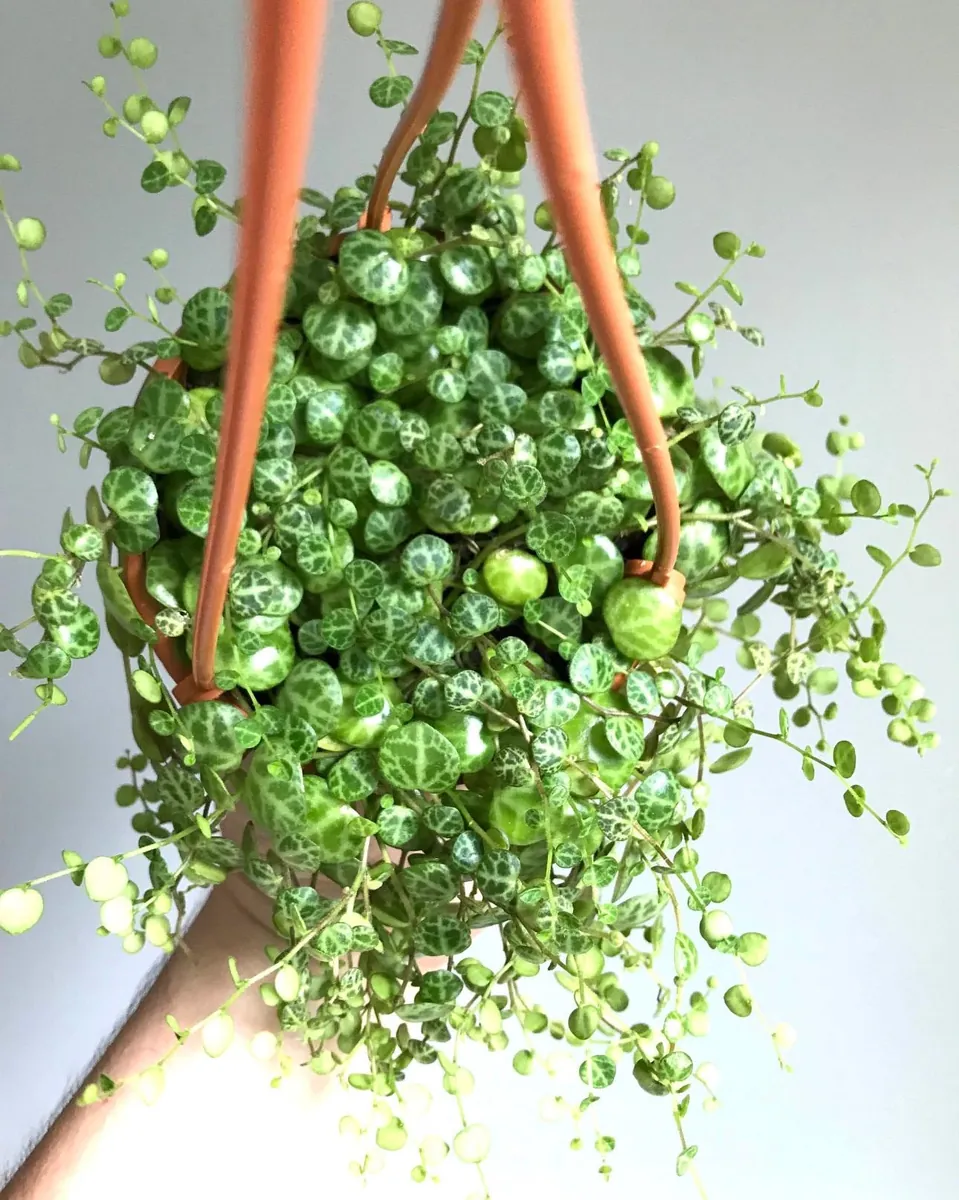 String of Turtles Live Plant – Peperomia Prostrata Starter – Indoor Trailing Vine - Image 1