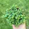 String of Turtles Live Plant – Peperomia Prostrata Trailing Succulent – 2.5, 4, 6 inch Pot - Image 1
