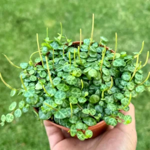 String of Turtles Live Plant – Peperomia Prostrata Trailing Succulent – 2.5, 4, 6 inch Pot - Image 2