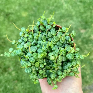 String of Turtles Live Plant – Peperomia Prostrata Trailing Succulent – 2.5, 4, 6 inch Pot - Image 1