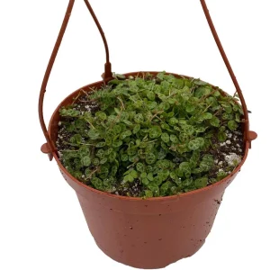 String of Turtles Peperomia Prostrata Live Plant – 5 inch Hanging Basket – Indoor Houseplant - Image 1