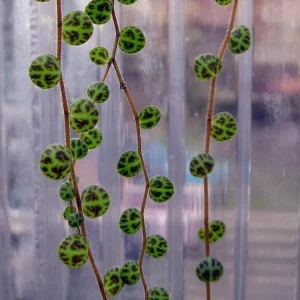 String of Turtles Peperomia Prostrata Live Plant – 5 inch Hanging Basket – Indoor Houseplant - Image 4