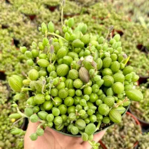 String of Watermelons Live Plant – Trailing Succulent – Potted Houseplant – 2, 4, or 6 inch pot - Image 2