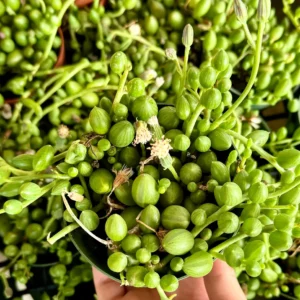 String of Watermelons Live Plant – Trailing Succulent – Potted Houseplant – 2, 4, or 6 inch pot - Image 3