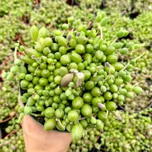 String of Watermelons Live Plant – Trailing Succulent – Potted Houseplant – 2, 4, or 6 inch pot - Image 1