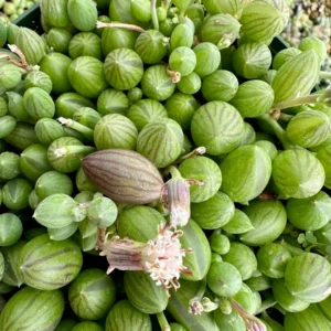 String of Watermelons Live Plant – Trailing Succulent – Potted Houseplant – 2, 4, or 6 inch pot - Image 4