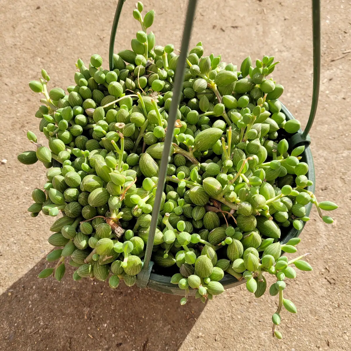 String of Watermelons Senecio herreanus Succulent Plant - Live Potted Houseplant - Image 10
