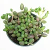 String of Watermelons Senecio herreanus Succulent Plant - Live Potted Houseplant - Image 1