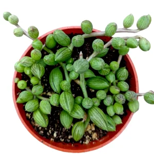 String of Watermelons Senecio herreanus Succulent Plant - Live Potted Houseplant - Image 3