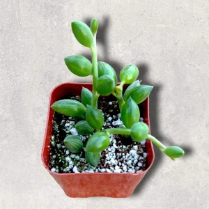 String of Watermelons Senecio herreanus Succulent Plant - Live Potted Houseplant - Image 5