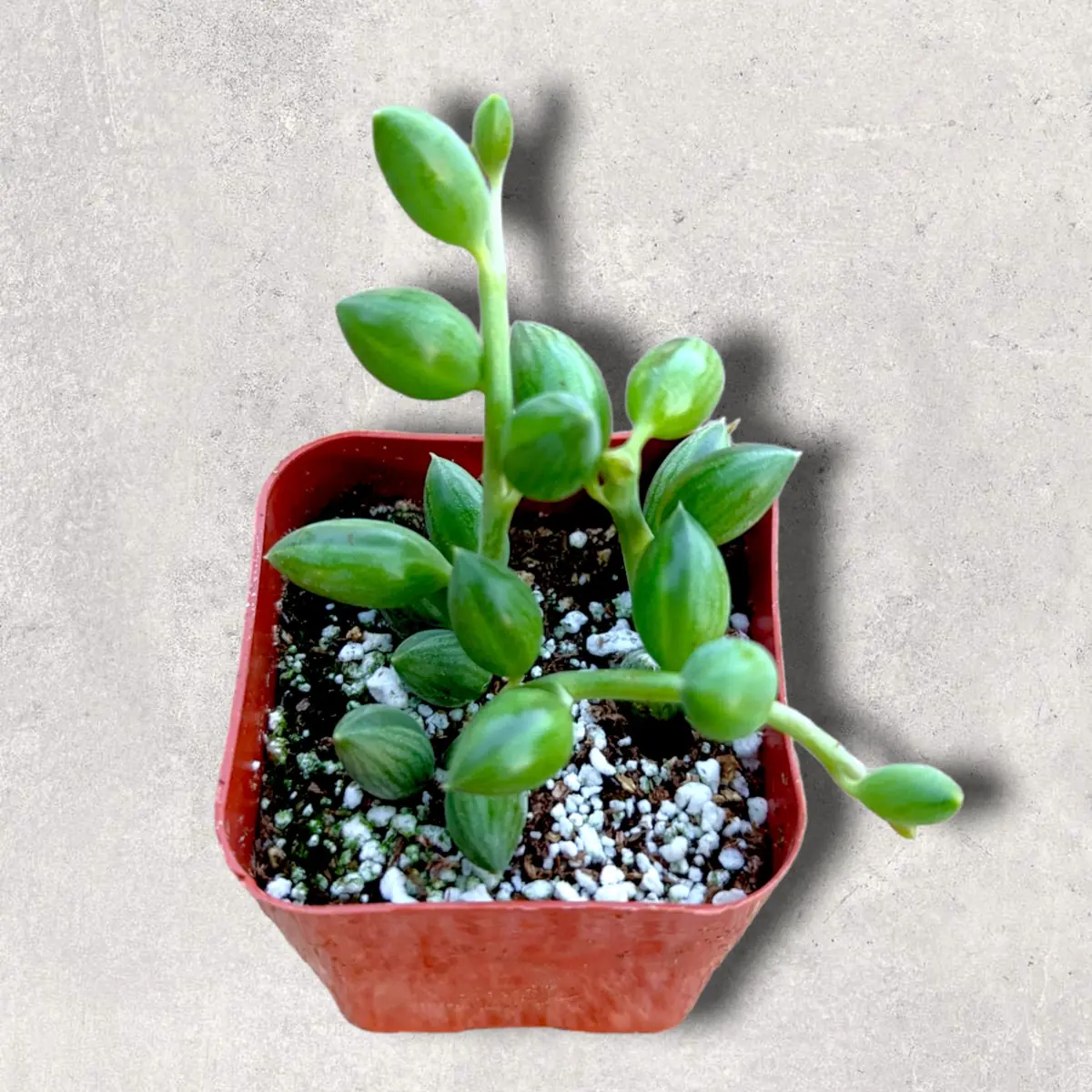 String of Watermelons Senecio herreanus Succulent Plant - Live Potted Houseplant - Image 5