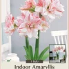 Striped Amadeus Double Amaryllis Bulbs - Large, White & Red Flowers, Indoor/Outdoor - Image 1