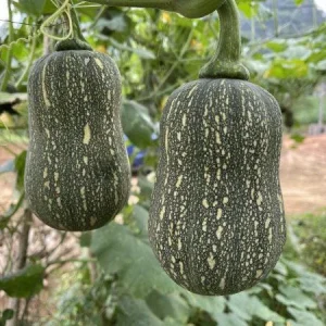 Striped Butternut Squash Seeds - F1 Hybrid, High-Yielding Vegetable Seeds - Image 3