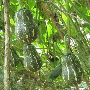 Striped Butternut Squash Seeds - F1 Hybrid, High-Yielding Vegetable Seeds - Image 4