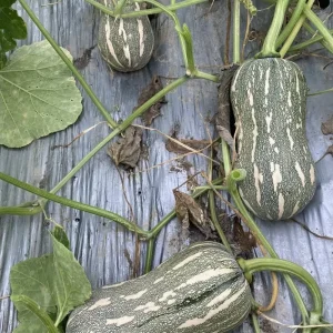 Striped Butternut Squash Seeds - F1 Hybrid, High-Yielding Vegetable Seeds - Image 5