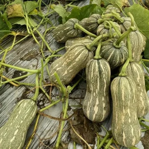 Striped Butternut Squash Seeds - F1 Hybrid, High-Yielding Vegetable Seeds - Image 6