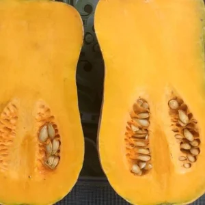 Striped Butternut Squash Seeds - F1 Hybrid, High-Yielding Vegetable Seeds - Image 9
