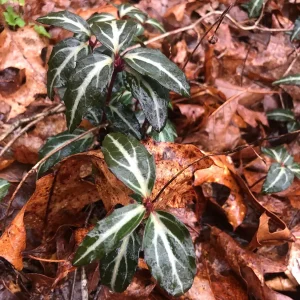 Striped Wintergreen Bare Root Plant - Chimaphila maculata - 2-4