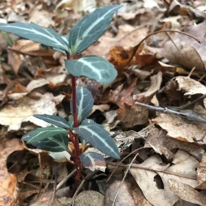 Striped Wintergreen Bare Root Plant - Chimaphila maculata - 2-4