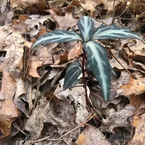 Striped Wintergreen Bare Root Plant - Chimaphila maculata - 2-4
