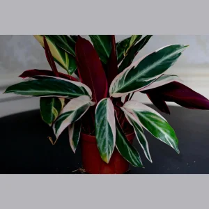 Stromanthe Triostar Live Plant - 6 inch Grow Pot - Large Pink & Green Indoor Plant - Image 3