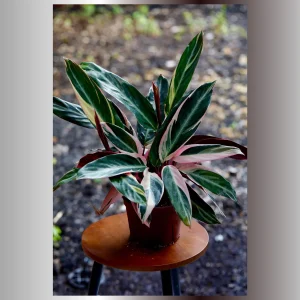 Stromanthe Triostar Live Plant - 6 inch Grow Pot - Large Pink & Green Indoor Plant - Image 4