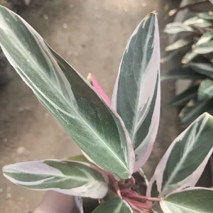 Stromanthe Triostar Live Plant - Tropical Houseplant 4 inch Pot - Image 2