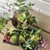 Succulent & Cacti Cuttings – Assorted Live Plant Clippings – Indoor Décor Starter Pieces - Image 1
