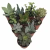 Succulent Terrarium & Fairy Garden Live Plants - 10-Pack, 2-inch Pots - Image 1
