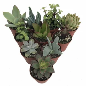 Succulent Terrarium & Fairy Garden Live Plants - 10-Pack, 2-inch Pots - Image 1