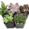 Succulent Terrarium & Fairy Garden Plants - 5 Live Plants, 2-inch Pots - Image 1