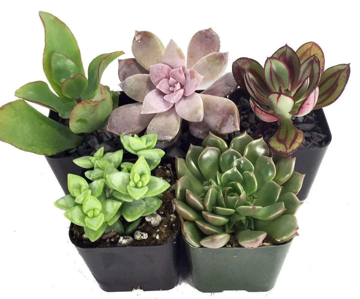 Succulent Terrarium & Fairy Garden Plants - 5 Live Plants, 2-inch Pots - Image 1