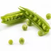 Sugar Ann Snap Pea Seeds - Heirloom, Non-GMO, Early Harvest, Compact - Image 1