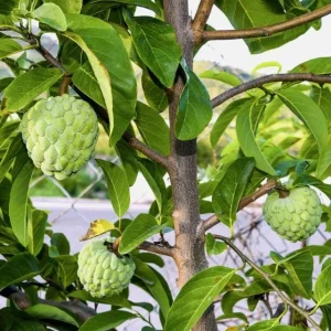 Sugar Apple Live Plant - Annona squamosa Tropical Fruit Tree, 5-9