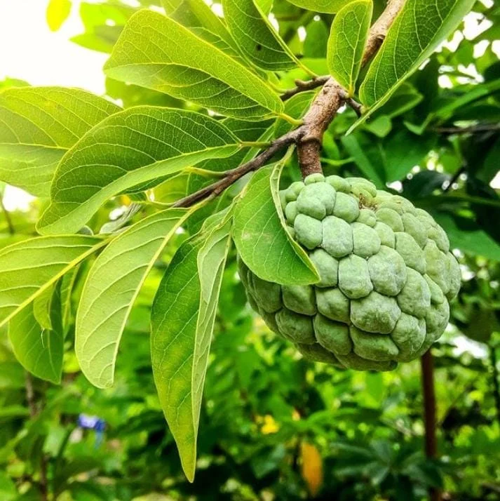 Sugar Apple Live Plant - Annona squamosa Tropical Fruit Tree, 5-9" Tall - Image 1