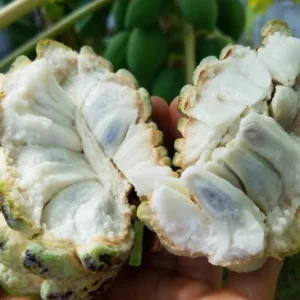 Sugar Apple Live Plant - Annona squamosa Tropical Fruit Tree, 5-9